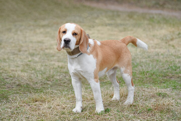 cute red and white beagle dog walking in green nature outdoors in summer, scent hound, foxhound,...