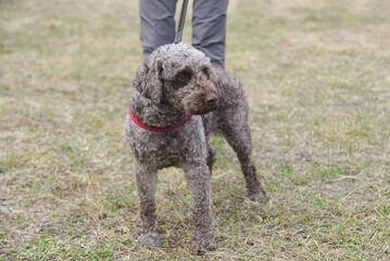 Lagotto romagnolo, grey italian breed dog at walk on leash with owner, dogwalking concept
