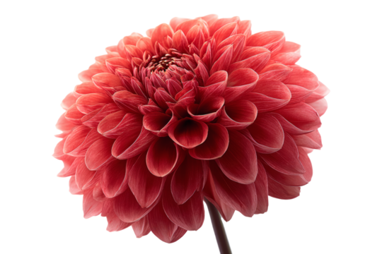 Dahlia with tightly packed petal spiral in red tones - Powered by Adobe