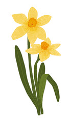Yellow narcissus flowers (수선화 일러스트)