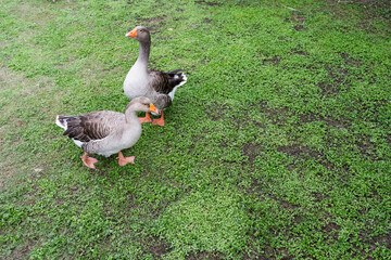 Ducks walking in green grass, natural habitat in rural countryside