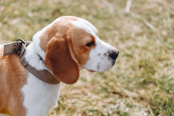 cute red and white beagle dog walking in green nature outdoors in summer, scent hound, foxhound,...