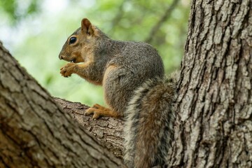 Squirrel on a tree branch in a forest.