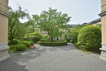 Obraz premium 旧京都府庁の葉桜