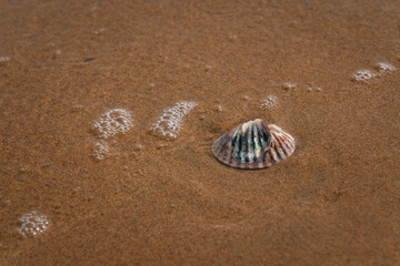 Scallop shell on the sand of the Yantai Golden Beach Coastal Park on the shore of Bohai Bay in the Yellow Sea on a sunny summer day, Yantai, Shandong, China