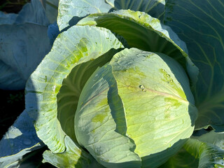Cabbage in the vegetable garden.