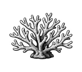 Fototapeta premium Detailed Black and White Engraving of Coral on White Background, underwater, ocean plant