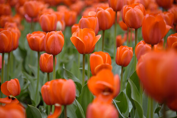 red tulip flowers in flower bed, growing beautiful flowers, gardening concept, nature background