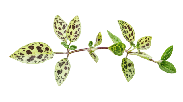 Speckled oregano with spotted patterns, Transparent background, PNG file