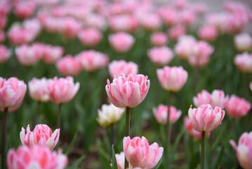 Fototapeta premium pink tulip flowers in flower bed, growing beautiful flowers, gardening concept, nature background