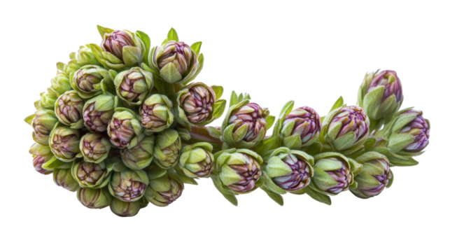 Spiral blooming thyme bud, Transparent background, PNG file