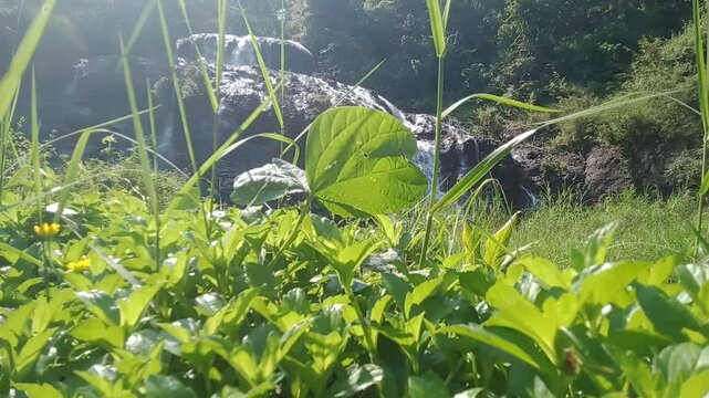 FOOTAGE OF A WATERFALL AND GRASS VIEW WITH MORNING SUNLIGHT IN A RURAL VILLAGE IN KEBUMEN REGENCY