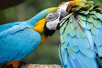 毛繕いをする二匹のコンゴウインコ