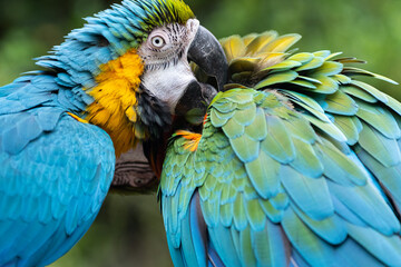 毛繕いをする二匹のコンゴウインコ