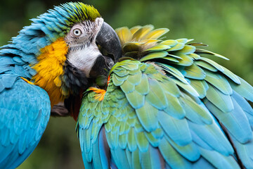 毛繕いをする二匹のコンゴウインコ