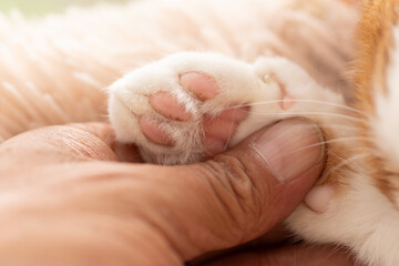 可愛い猫の手を触る人	