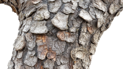 Tree with animated-style bark textures, Transparent background, PNG file