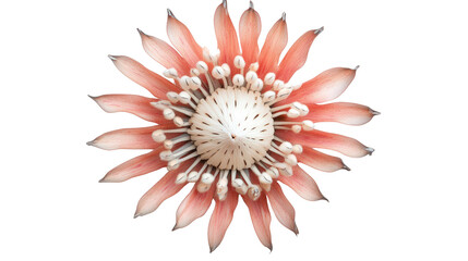 Spiky protea pin cushion bloom Transparent background, PNG file