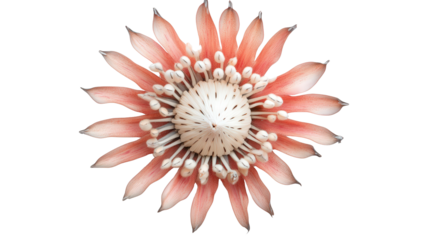 Spiky protea pin cushion bloom Transparent background, PNG file