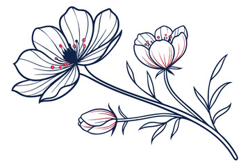 Cosmos Flower Blooming Petals Art Design