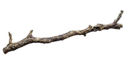 Stick insect camouflaged form Transparent background, PNG file