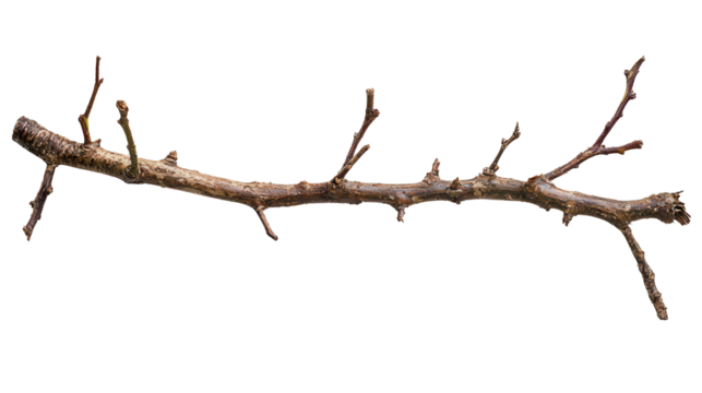 Stick insect camouflaged form Transparent background, PNG file