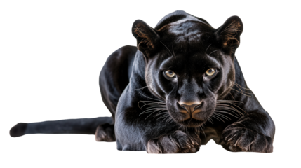 Striking black panther crouching Transparent background, PNG file