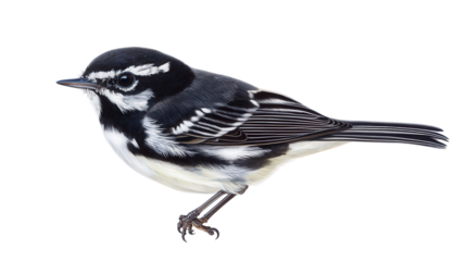 Striking black-and-white warbler perched Transparent background, PNG file