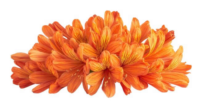 Striking orange clivia miniata Transparent background, PNG file