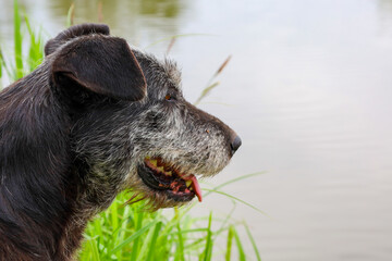 A close-up profile shot of a dog with black and grey fur standing by a body of water, surrounded by...