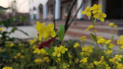 Close-Up of Yellow Flowers with a Building in the Background.