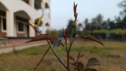 Young Plant Stem with Bud in Front of a Building.