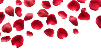 Red rose petals beautifully scattered Isolated on transparent Background create an elegant floral design.
