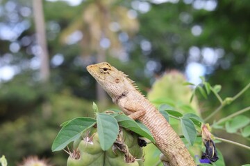 lizard on a tree