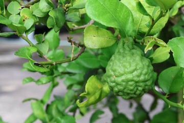 green apples on tree