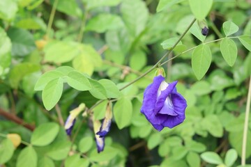 violet flowers in the garden