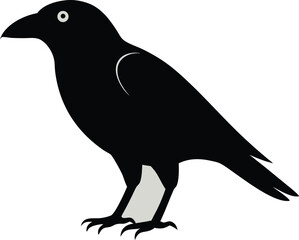 Black crow flying on clear sky, black bird closeup, wild crow perched, nature wildlife crow, intelligent black bird, raven family, crow silhouette, dark feathers bird image
