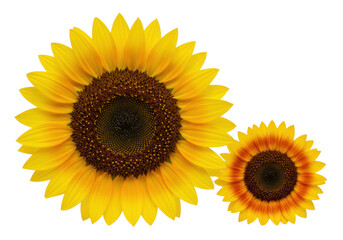 A large golden-yellow sunflower and a smaller golden-orange sunflower, with intricate seed patterns, subtly touching on a transparent studio background with soft shadows, high-angle overhead shot,