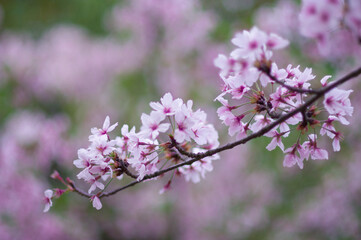 一房の桜の枝の写真