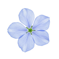 Obraz premium Delicate light blue flower with five soft, translucent petals and ethereal watercolor brushwork, a small green center, clear contours, isolated on a transparent background with a top-down view,