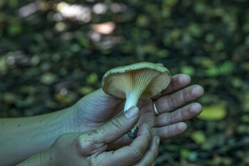 A delicate mushroom held in gentle hands
