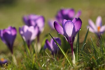 Dew kissed crocus blossoms in spring meadow