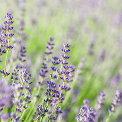 Naklejka premium Lavender flowers blooming in the garden with blurred background.