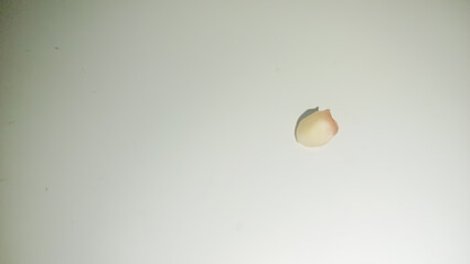 isolated white of child's tooth 