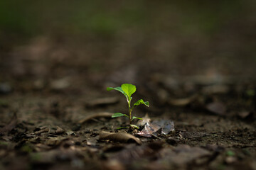 Young plant sprouting on cracked dry soil, symbolizing resilience.