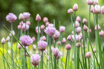 Purple-pink flowers and buds of chives (Allium schoenoprasum).