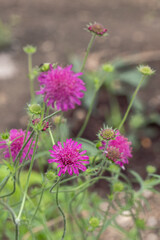 Dark-pink blossoms of the Macedonian scabious (Knautia macedonica).