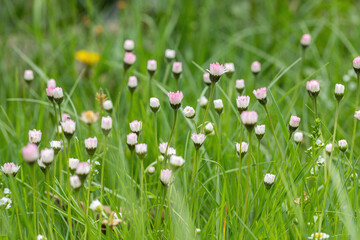 Group of daisy flowers with closed blossoms growing in an unmown lawn (Bellis perennis).