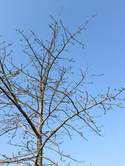 A tree with no leaves is standing in a clear blue sky