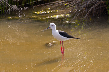 Black winged stilt wading in shallow water looking for food